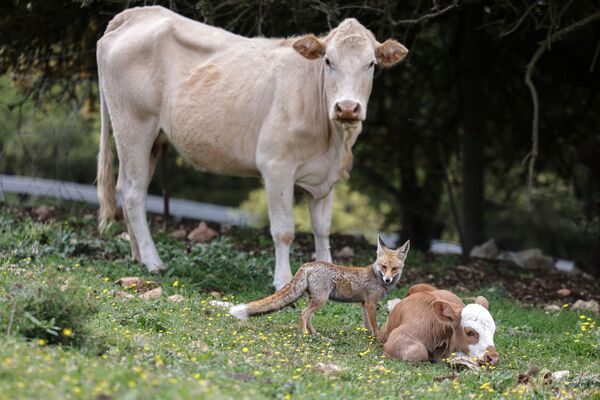 Un zorro junto a una vaca y un ternero en un bosque de la Alta Galilea, en el norte de Israel. - Sputnik Mundo