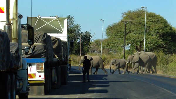 Elefantes cruzan la carretera principal que conduce a Zambia, en el norte de Botswana (archivo) - Sputnik Mundo
