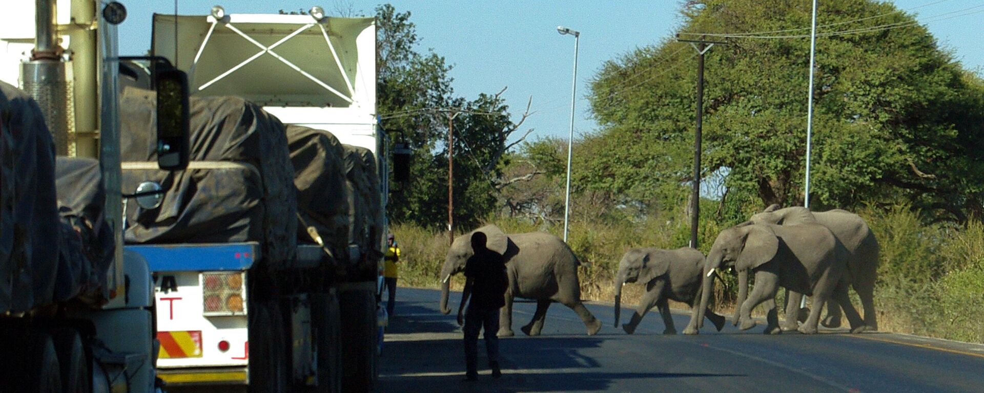Elefantes cruzan la carretera principal que conduce a Zambia, en el norte de Botsuana (archivo) - Sputnik Mundo, 1920, 18.04.2024