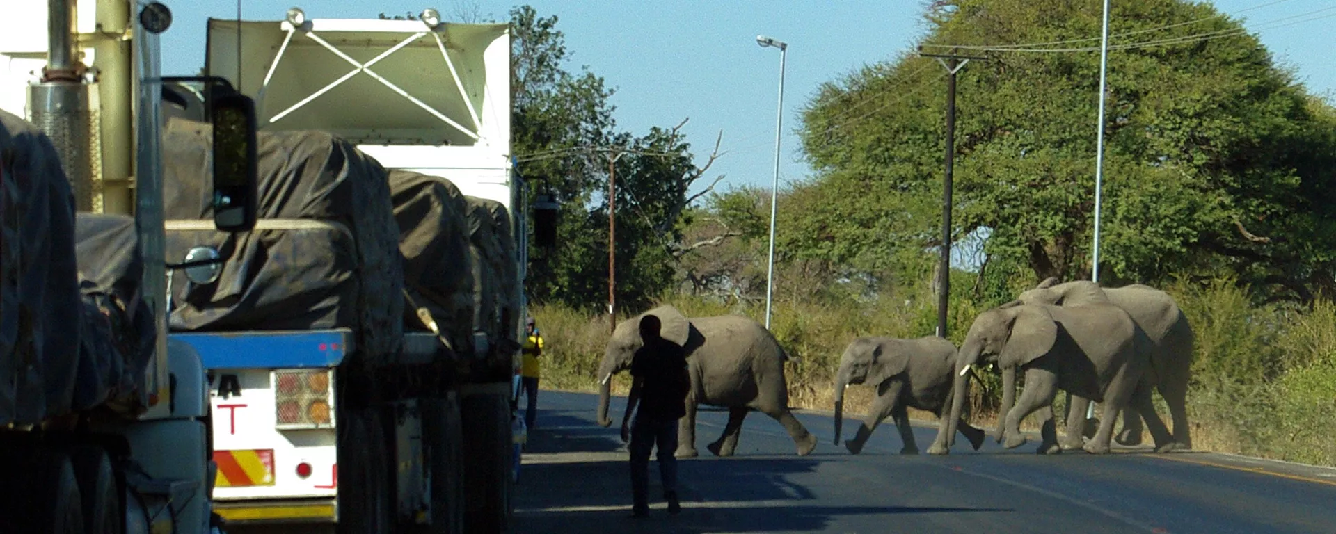 Gli elefanti attraversano la strada principale che porta in Zambia, Botswana settentrionale (archivio) - Sputnik World, 1920, 18.04.2024