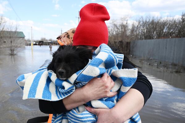 Una voluntaria rescata a un perro en la inundada región rusa de Oremburgo. - Sputnik Mundo