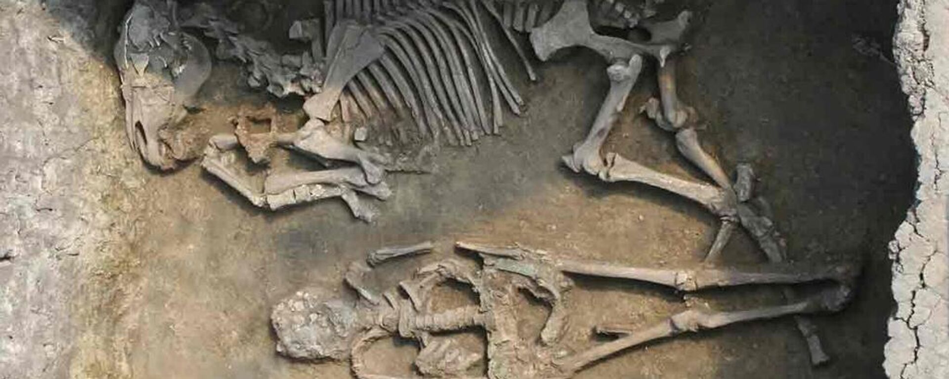 Hombre enterrado con un caballo en el yacimiento de Rákóczifalva (Hungría), siglo VIII d.C. - Sputnik Mundo, 1920, 28.04.2024