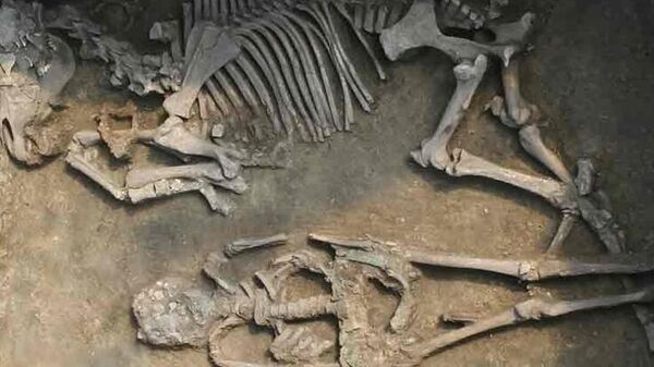 Hombre enterrado con un caballo en el yacimiento de Rákóczifalva (Hungría), siglo VIII d.C. - Sputnik Mundo