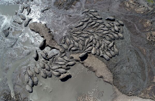 Hipopótamos atascan en un canal seco cerca de la localidad de Nxaraga, en el delta del Okavango, Botsuana. Según los científicos, la sequía que azota el sur de África se debe principalmente al fenómeno meteorológico de El Niño, no al cambio climático. - Sputnik Mundo