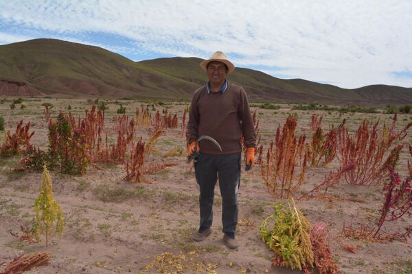 En los Andes, familias campesinas cosechan quinua con la esperanza de tener mejores ganancias - Sputnik Mundo