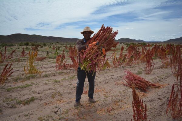 En los Andes, familias campesinas cosechan quinua con la esperanza de tener mejores ganancias - Sputnik Mundo