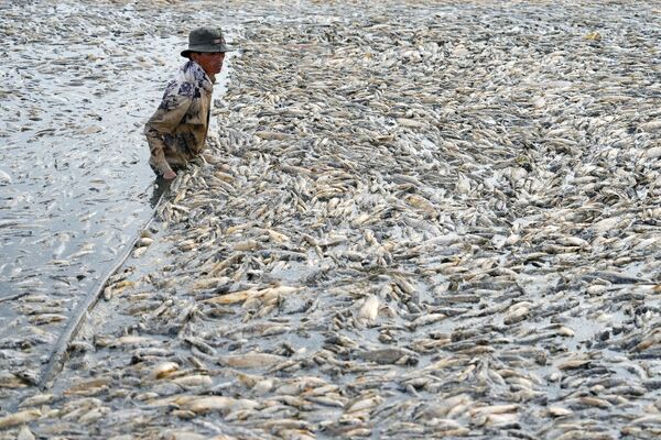 Un pescador recogiendo peces, muertos dada la brutal ola de calor y la mala gestión del lago, en la provincia de Dong Nai, Vietnam. - Sputnik Mundo