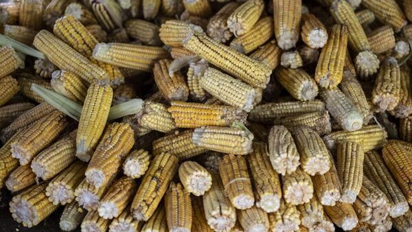 El maíz ha estado en el centro de la polémica entre México y Estados Unidos. - Sputnik Mundo