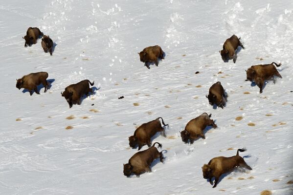 Los empleados de la Reserva restablecieron la población de bisontes, que constituye la mayor población en libertad de este animal en del mundo: hay unos 1.200 ejemplares. - Sputnik Mundo