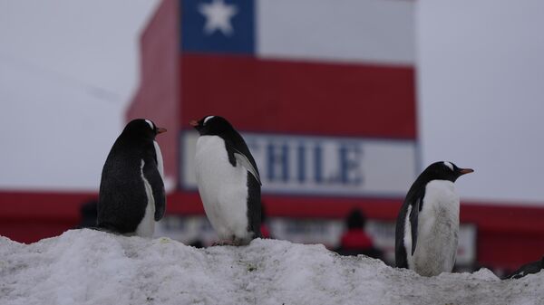 Pingüinos frente a una base chilena en la Antártida - Sputnik Mundo