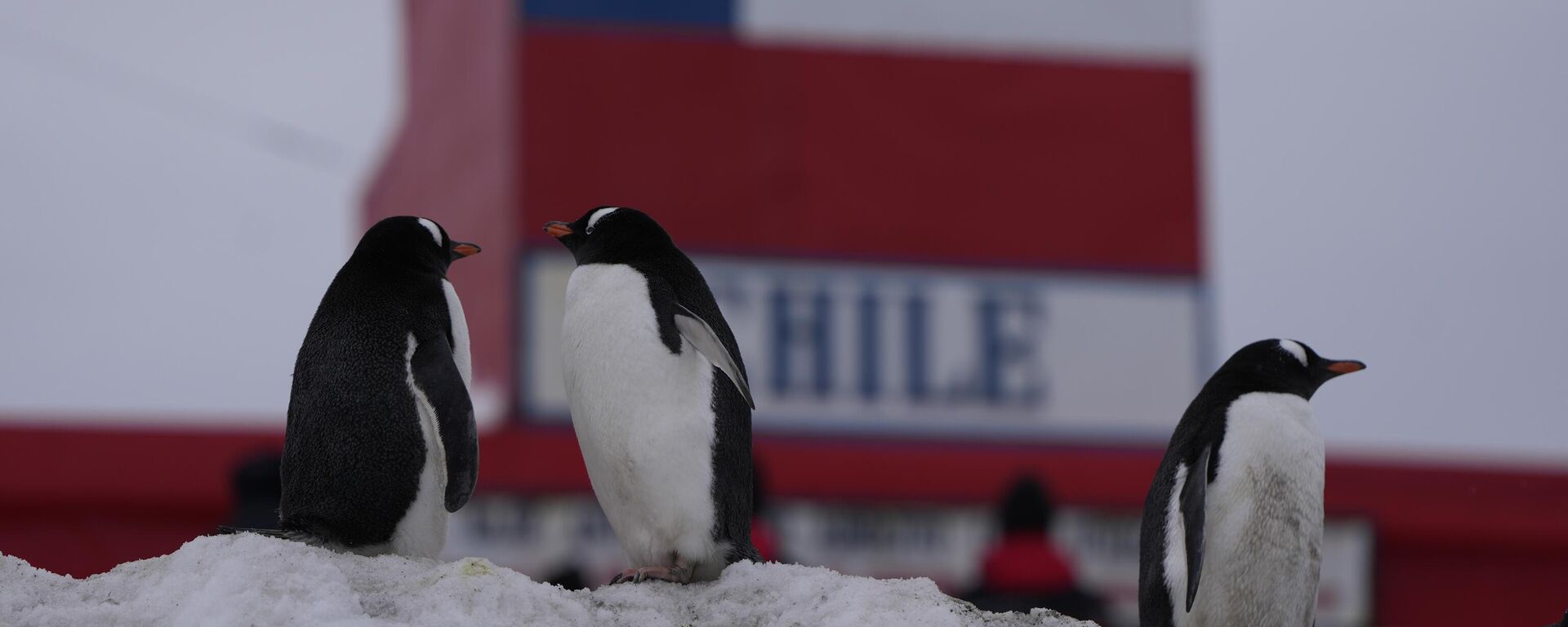 Pingüinos frente a una base chilena en la Antártida - Sputnik Mundo, 1920, 14.05.2024