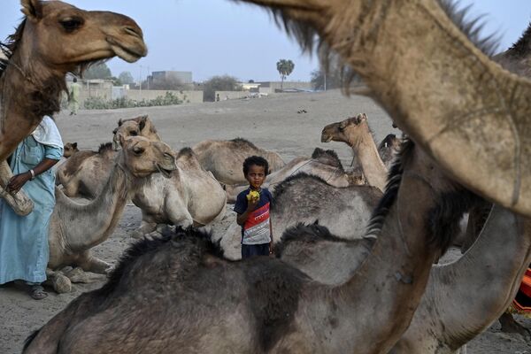 Un niño junto a camellos en un barrio de Yamena, Chad. - Sputnik Mundo