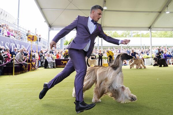 El adiestrador Willy Santiago junto al Lebrel afgano durante el concurso en la 148.ª Exposición Canina del Westminster Kennel Club, Nueva York. - Sputnik Mundo