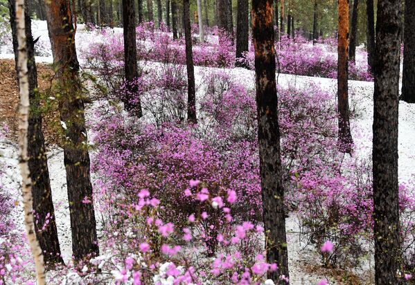 Ledum, mejor conocido como té de Labrador, en flor bajo la nieve en un bosque de la región de Transbaikalia, Rusia. - Sputnik Mundo