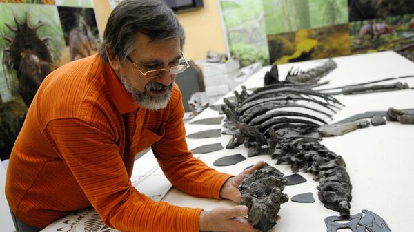 Serguéi Krasnolutski, historiador y paleontólogo de la región de Krasnoyarsk, con un esqueleto de estegosaurio en el Museo de Historia y Costumbres Locales de Krasnoyarsk  - Sputnik Mundo