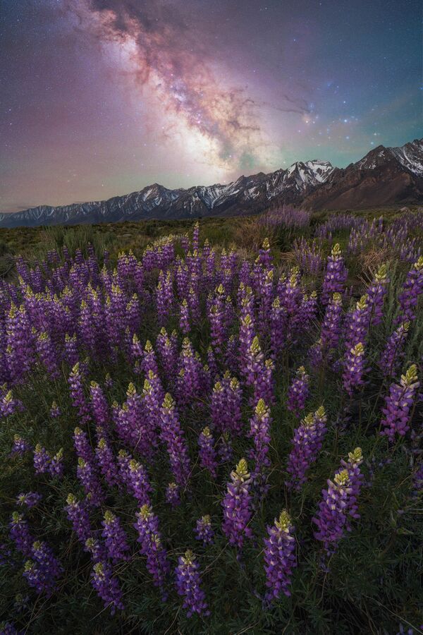 La imagen Lupine dreams (Sueños de Altramuz) del fotógrafo Brandt Ryder, fue tomada en California, EEUU. - Sputnik Mundo
