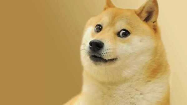 Kabosu, la perra raza japonesa shiba inu cuya foto se convirtió en un famoso meme en internet e inspiró el logo de la Dogecoin - Sputnik Mundo