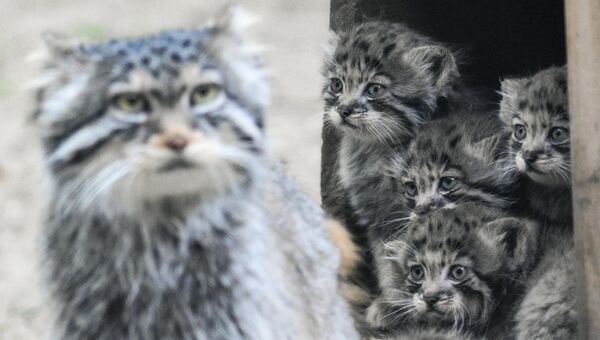 Una gata de pallas con sus gatitos en el recinto del zoológico de Novosibirsk, Rusia. - Sputnik Mundo