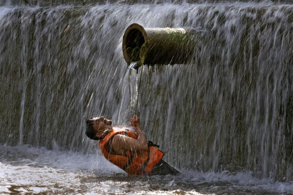 Un hombre pakistaní se refresca en un arroyo mientras las temperaturas alcanzan los 39°C en Islamabad, Pakistán. - Sputnik Mundo
