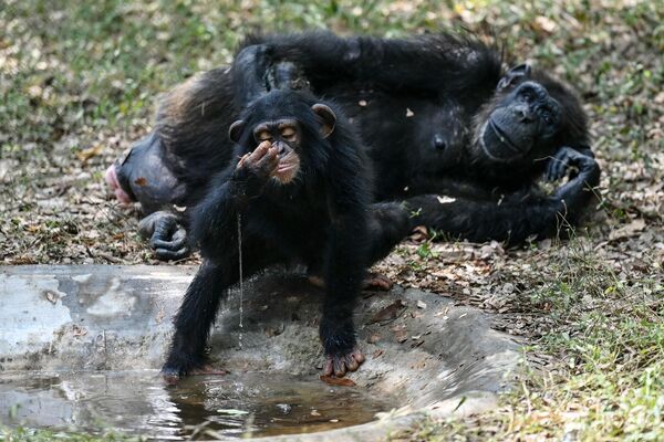 Un bebé chimpancé bebe agua en un recinto durante un caluroso día de verano en el Parque Zoológico Arignar Anna en la ciudad india de Chennai. - Sputnik Mundo