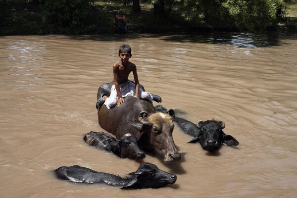 Un niño monta en un búfalo mientras se refresca en un canal cuando hace calor en Lahore, Pakistán. - Sputnik Mundo