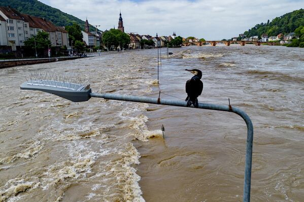 Un cormorán se sienta en una farola mientras el río Neckar se ha salido de su cauce en Heidelberg, Alemania. - Sputnik Mundo