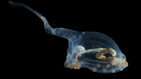 Un pepino de mar transparente con una cola inusual - Sputnik Mundo