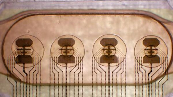 El bioprocesador con ocho electrodos conectados a cuatro matrices, cada una de las cuales alberga un grupo de células cerebrales - Sputnik Mundo