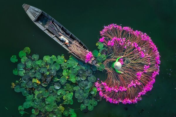 La foto Lily Flowers (Flores lilis), del fotógrafo de Birmania Aung Chan Thar. - Sputnik Mundo