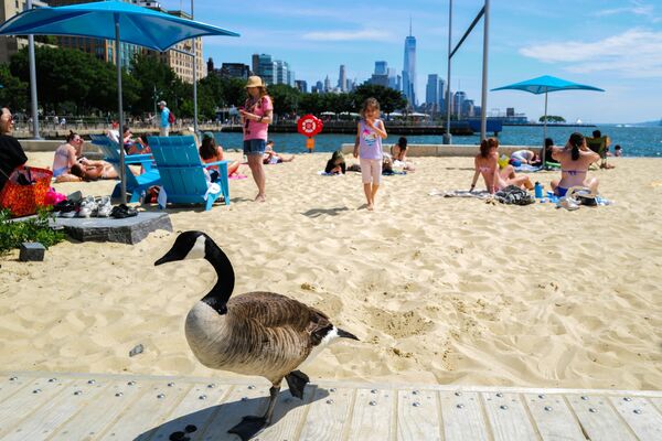 Un ganso pasea en una playa del distrito neoyorquino de Manhattan, EEUU. - Sputnik Mundo