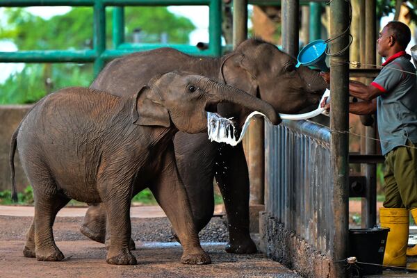 El personal del Parque Nacional de Udawalawe, en Sri Lanka, alimenta con leche a las crías de elefantes. - Sputnik Mundo