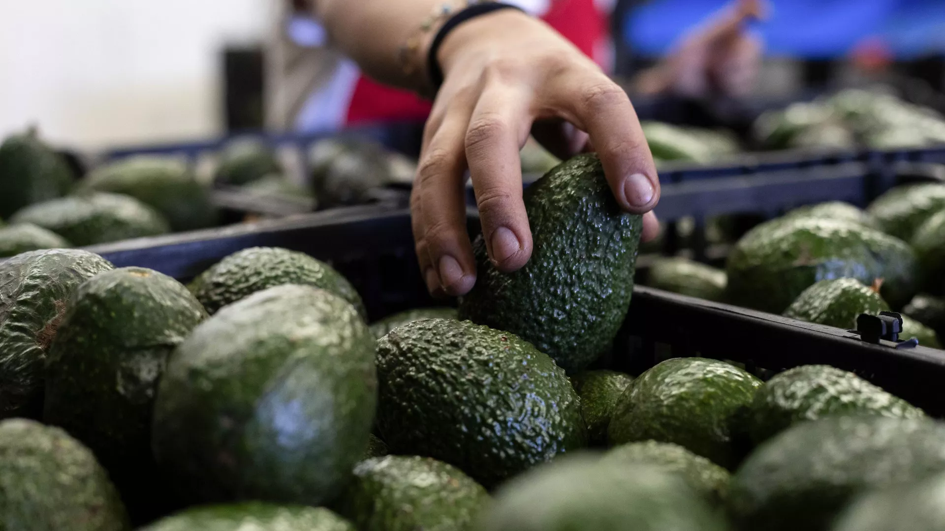 La importación de aguacate mexicano fue suspendida por Estados Unidos. - Sputnik Mundo, 1920, 24.06.2024