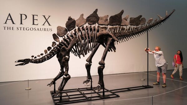 El esqueleto de un estegosaurio, bautizado APEX - Sputnik Mundo