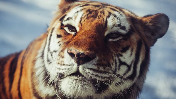 Амурский тигр - Sputnik Mundo
