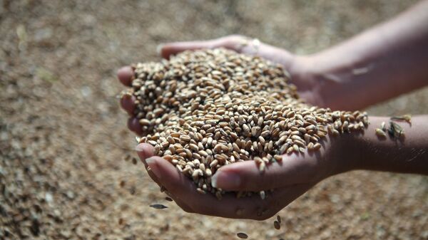 Rusia prevé recoger este año más de 104 millones de toneladas de cereales - Sputnik Mundo