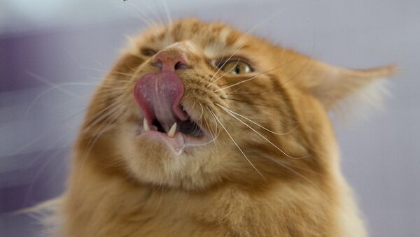 En Vladivostok un gato asalta una vitrina y come mariscos y pescado por unos 1.000 dólares - Sputnik Mundo