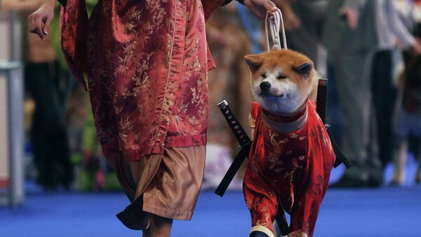 En Japón funcionan ‘guarderías’ donde se enseñan buenos modales a los perros - Sputnik Mundo