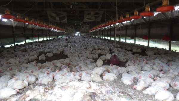 Japón sacrifica a más de 42.000 gallinas por un brote de gripe aviar - Sputnik Mundo