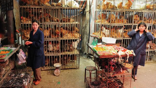 Hong Kong planea sacrificar 15.000 gallinas por la amenaza de la gripe aviar - Sputnik Mundo