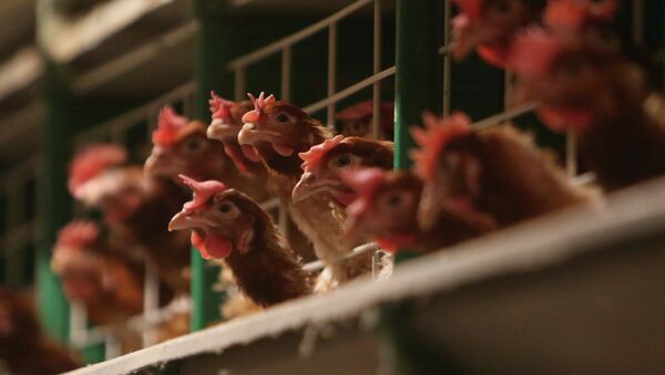 Rusia suspende importaciones de aves desde Sajonia-Anhalt en Alemania por gripe aviar - Sputnik Mundo