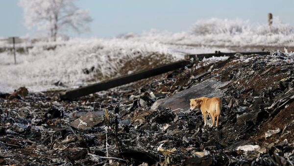 Restos del avión malasio derribado en el este de Ucrania - Sputnik Mundo
