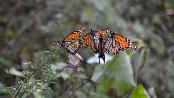 Mariposa monarca en México - Sputnik Mundo