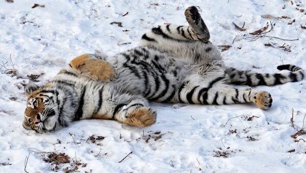Amur tigers in Primorye safari park - Sputnik Mundo