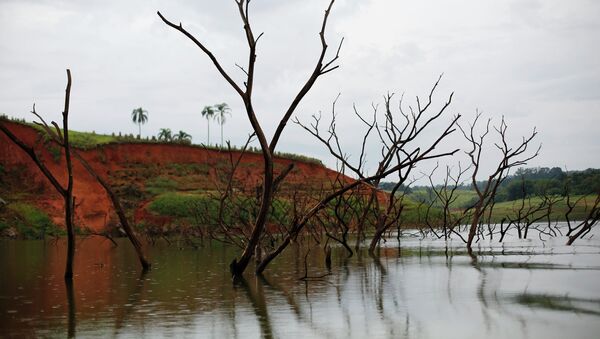 Trees rising out of the Jaguari reservoir, next to the re-emerging old city of Igarata - Sputnik Mundo