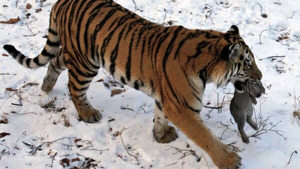 Tigre del Amur - Sputnik Mundo