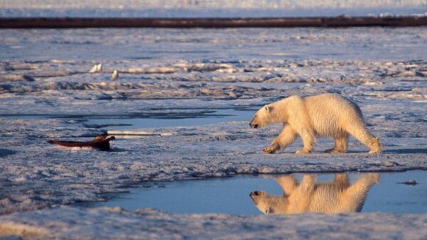 Un oso polar en el Ártico - Sputnik Mundo