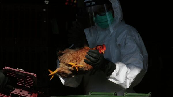 Gripe aviar en China (archivo) - Sputnik Mundo