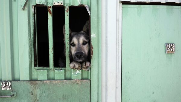 Мероприятия по отлову, вакцинации, стерилизации и возврату на прежнее место бездомных собак в Санкт-Петербурге - Sputnik Mundo