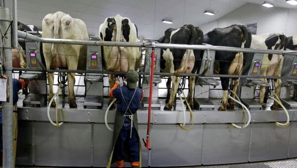 La UE pone fin a las cuotas de producción de leche - Sputnik Mundo