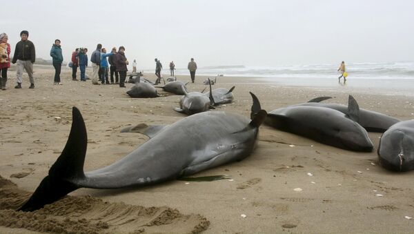 Aparecen unos 150 delfines varados en la costa oriental de Japón - Sputnik Mundo